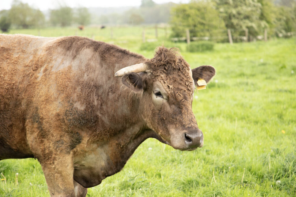 Aberdeen Angus cow grazing in a field