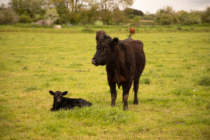 cow and calf in a field