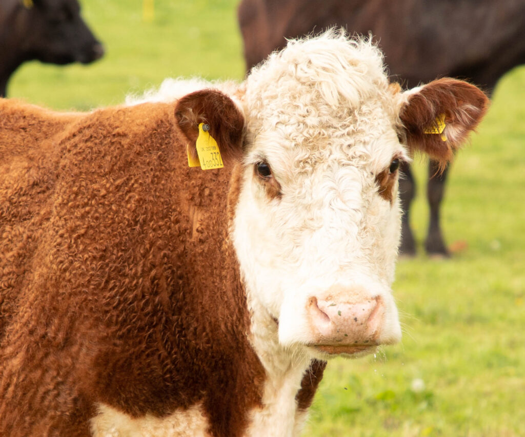 cow grazing in field