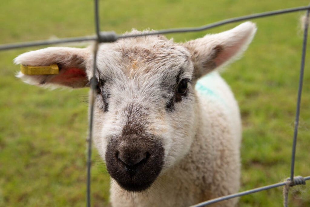 A baby lamb looks through the wire fence