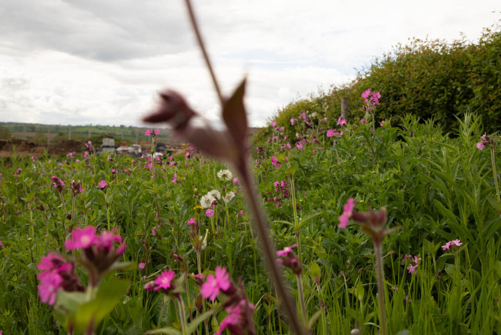 Close up photo of the wild flower garden outside the cottage